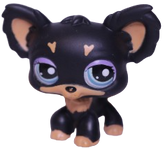 #1571 Chihuahua